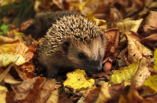 Close-up of a hedgehog nestled among colorful autumn leaves in a garden setting.